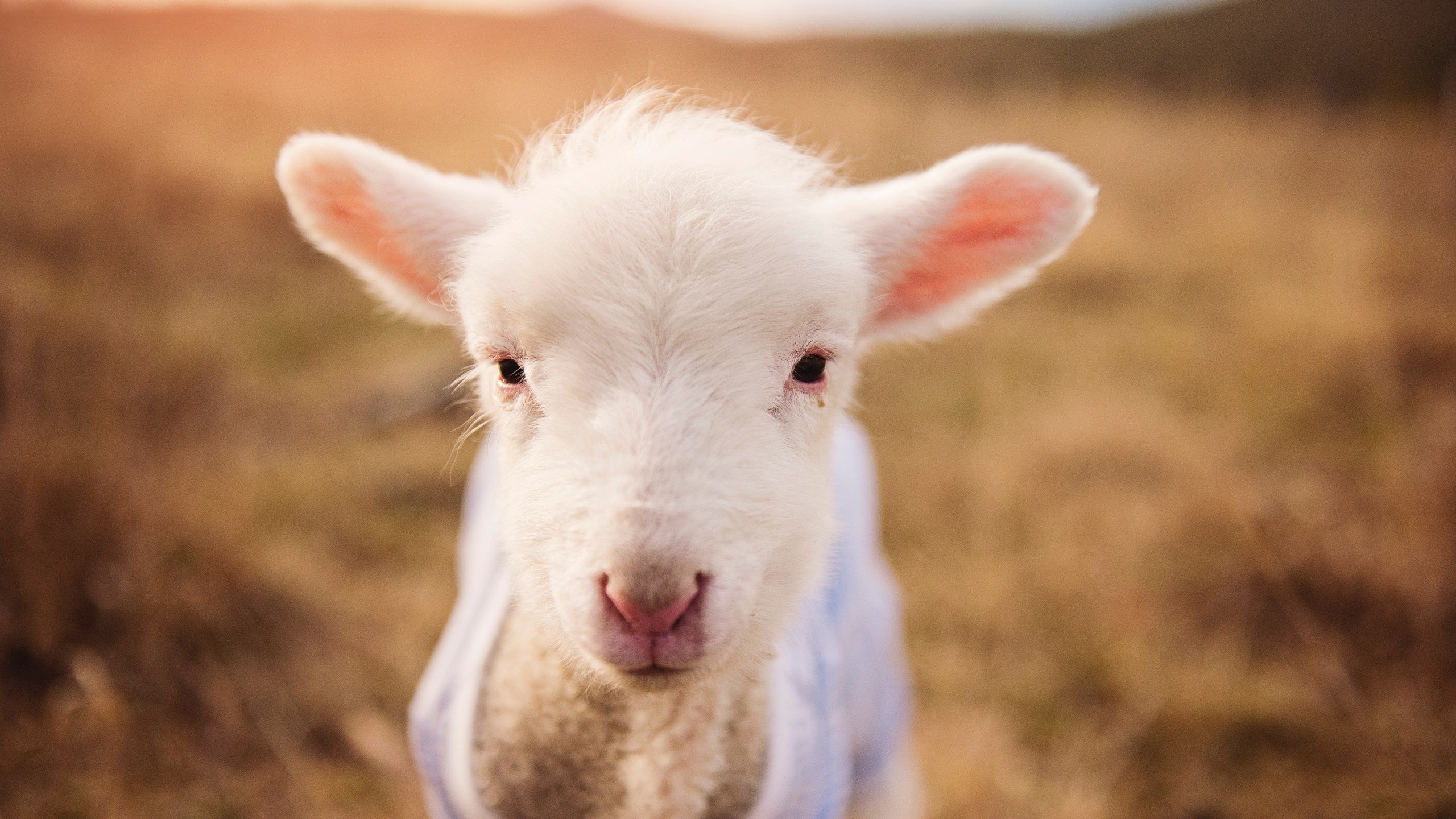 开云·体育官网-伊朗马术协会推出马匹健康管理系统，提升马匹福利。，伊朗 马赛克