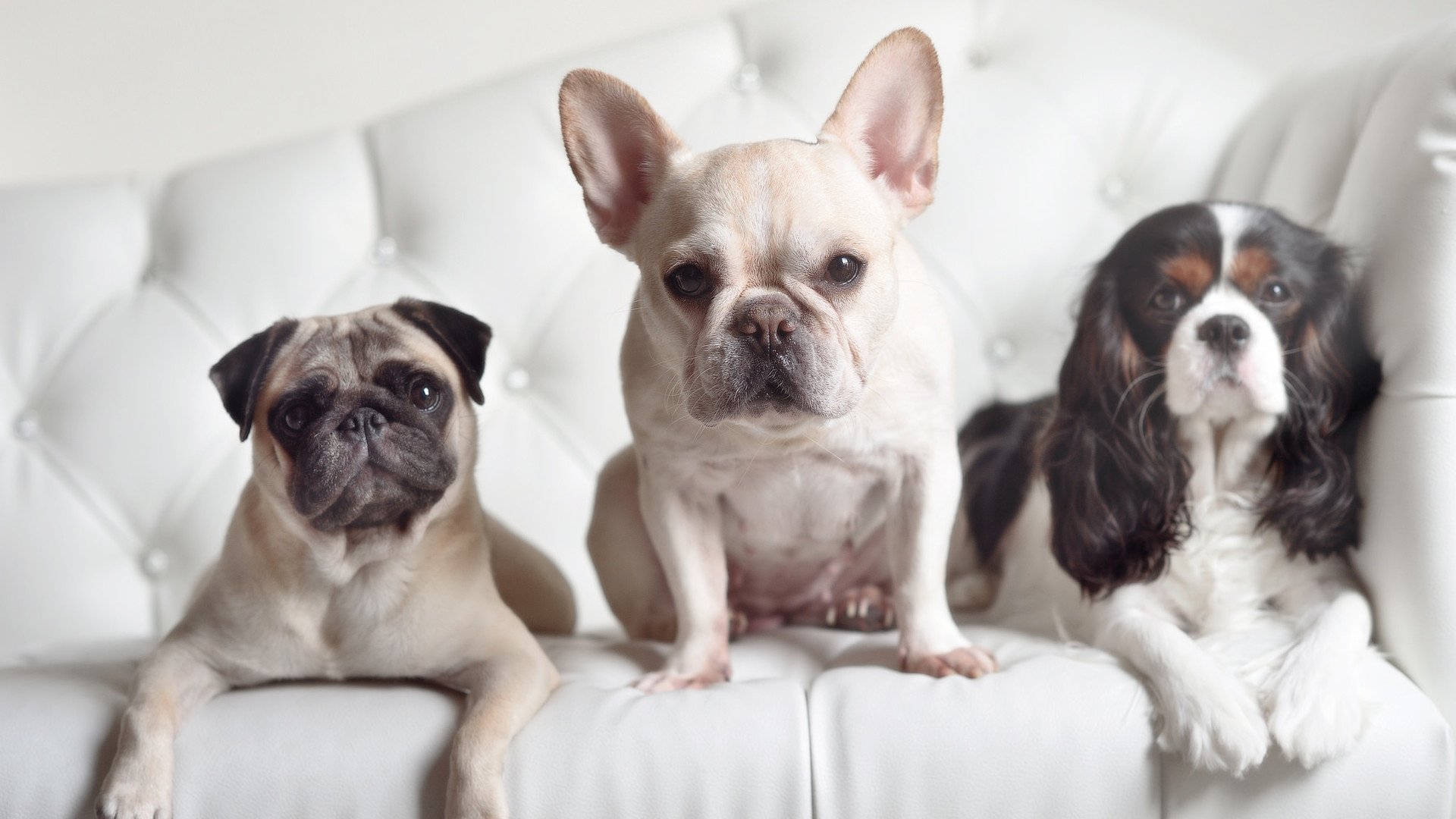 开云注册-攻防转换：北京队利用快攻连续得分，拉开比分！，北京队赢了吗